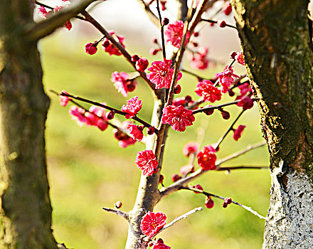 花,梅花