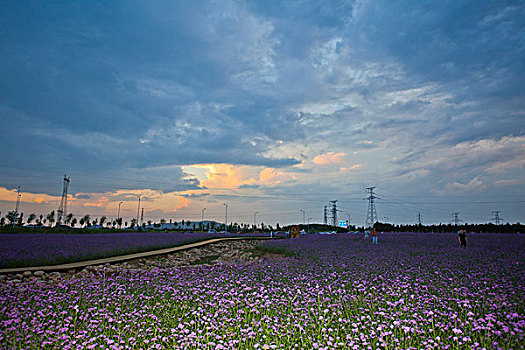 花海图片