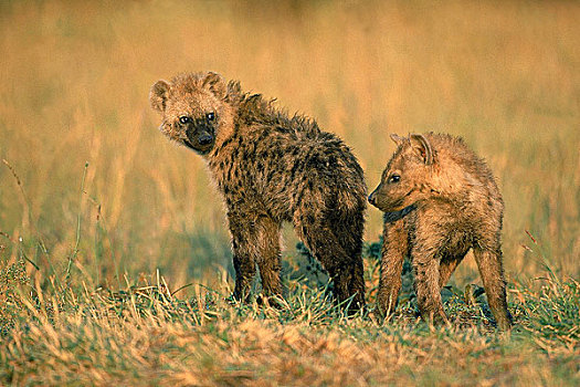 斑鬣狗,幼兽,幼仔,马赛马拉,公园,肯尼亚