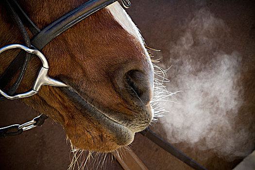 马,缰绳,呼吸,蒸汽,上升,寒冷,空气