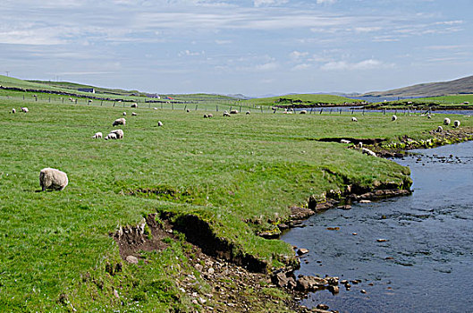 苏格兰,设得兰群岛,大陆,乡村,绵羊,草场