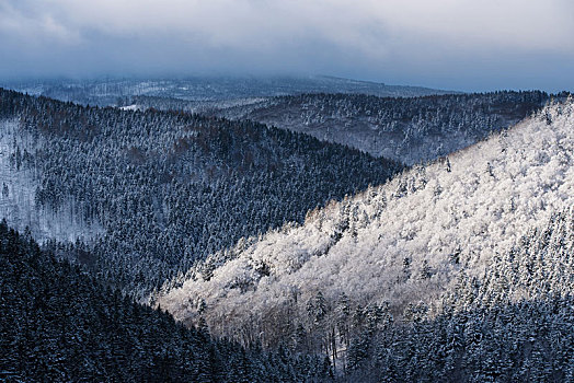 风景,上方,哈尔茨山,冬天,德国