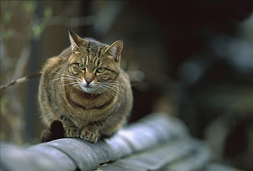 家猫,肖像,休息,成年,虎斑猫,碧眼