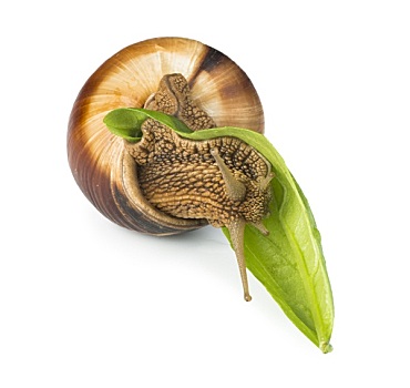 蜗牛,绿叶