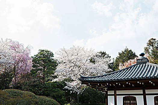 禅园,京都,屋顶,樱花,树,关西地区,日本