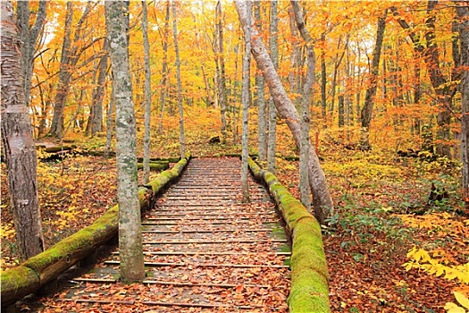 木板路,秋日树林