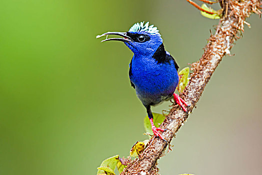 栖息,枝头,哥斯达黎加,中美洲