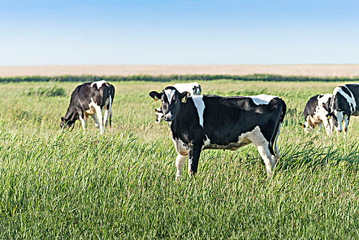 德国,下萨克森,东方,母牛,草场,靠近