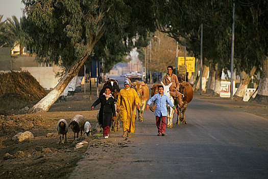 埃及,开罗附近,孩子,牲畜