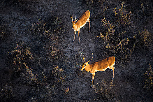 黑斑羚,游戏,牧场,南非
