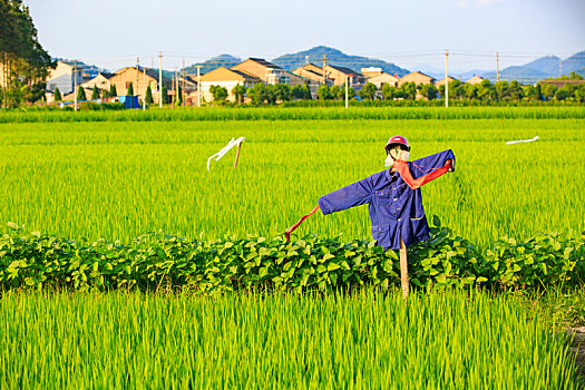 稻草人