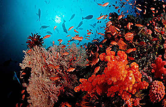 珊瑚礁,科莫多,印度洋,印度尼西亚,东南亚,亚洲