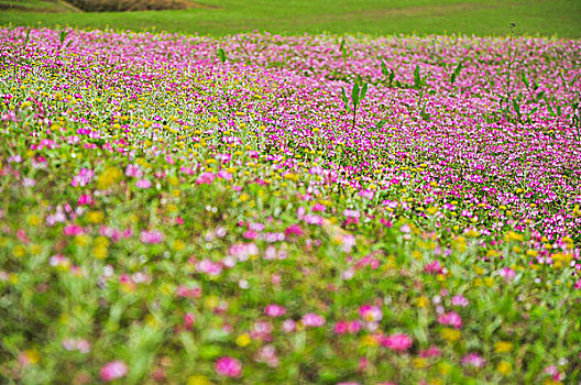 紫云英花地