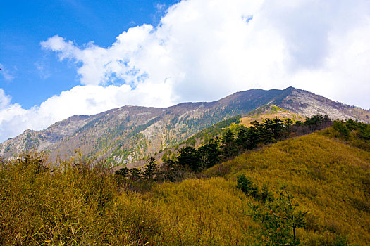 秦岭高山草甸