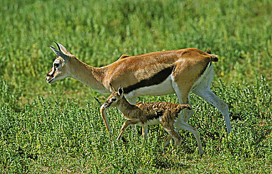 汤氏瞪羚,雌性,诞生,幼兽,肯尼亚