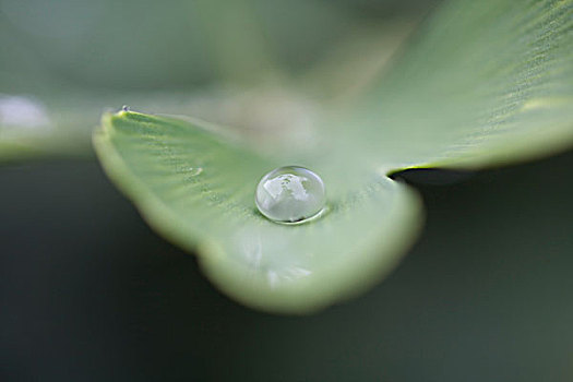 露珠,叶子