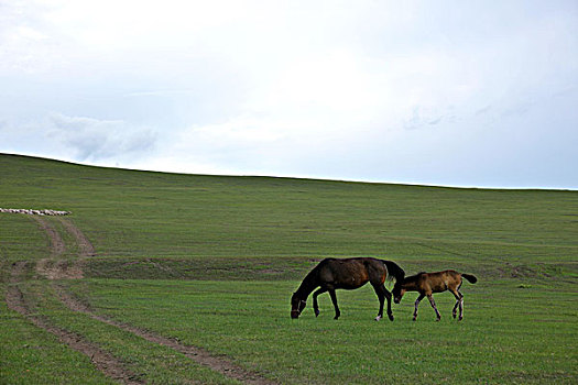 内蒙古呼伦贝尔额尔古纳根河湿地边的马驹