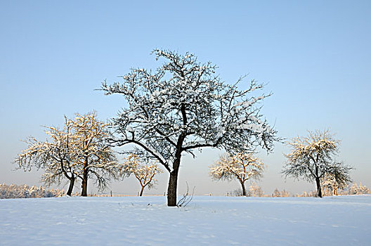 积雪,果树,果园,冬天