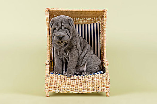 沙皮犬,小狗,8星期大,雄性,蓝色,微型,沙滩椅