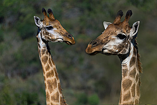 两个,长颈鹿,公园,南非,非洲