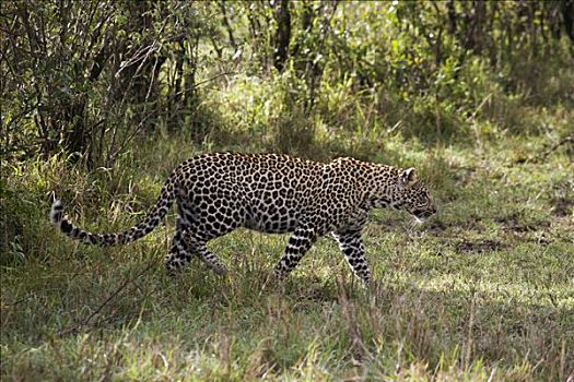豹,走,树林,马赛马拉国家保护区,肯尼亚