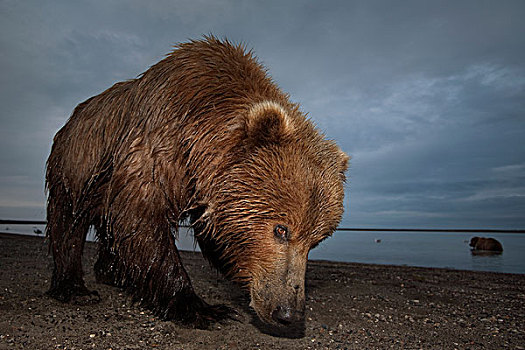 大灰熊,棕熊,潮汐,遥远,摄影,阿拉斯加