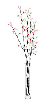 开花树木,细枝,玻璃花瓶,隔绝,白色背景,背景,插画