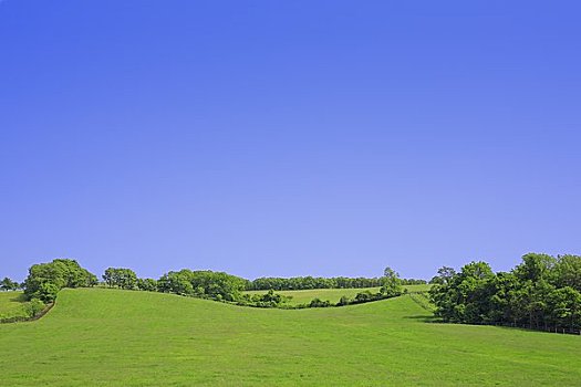 绿色,牛,山