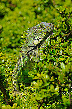 绿鬣蜥,成年,植被,公园,瓜亚基尔,厄瓜多尔,南美