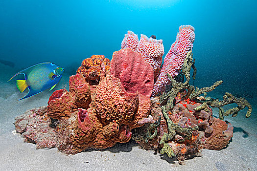 大,珊瑚,沙,仰视,许多,不同,海绵,刺蝶鱼,向风群岛,小安的列斯群岛,加勒比海
