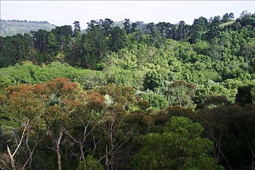 树林,区域,澳洲南部