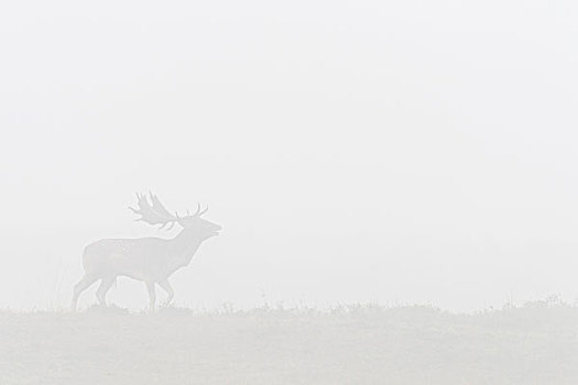 雄性,扁角鹿,黇鹿,晨雾,发情期,黑森州,德国