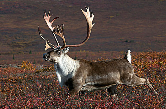 鹿角,跑,高,苔原,秋色,驯鹿属,德纳里峰国家公园,阿拉斯加,美国