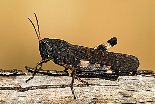 蝗虫,马尔康杜国家公园,普罗旺斯,法国