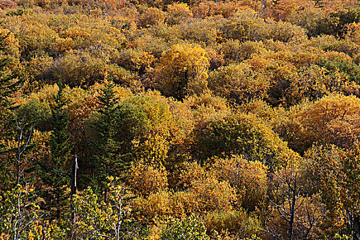 突显,树,灌木丛,秋色,卡尔加里,艾伯塔省,加拿大