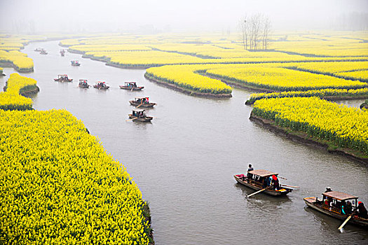 江苏泰州兴化油菜花