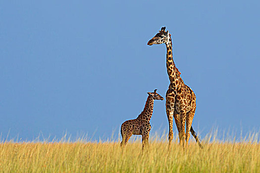 马赛长颈鹿,马赛马拉国家保护区,肯尼亚,非洲