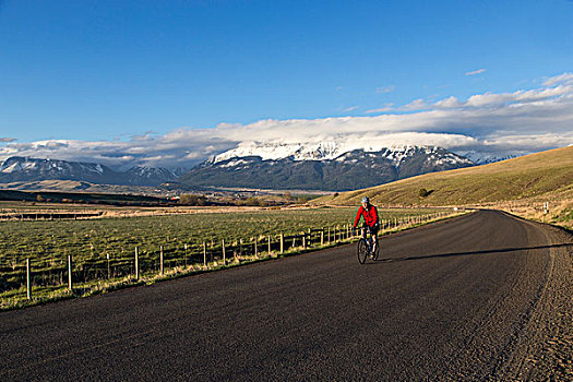 道路,骑自行车,母牛,溪流,山谷,靠近,俄勒冈,美国