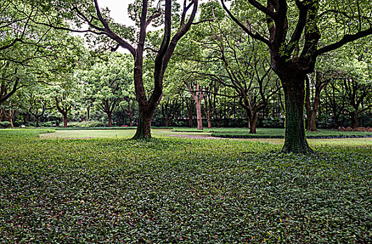 上海复兴岛公园绿树成荫