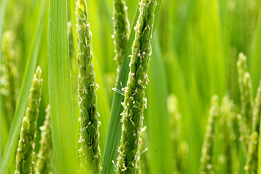 水稻扬花期