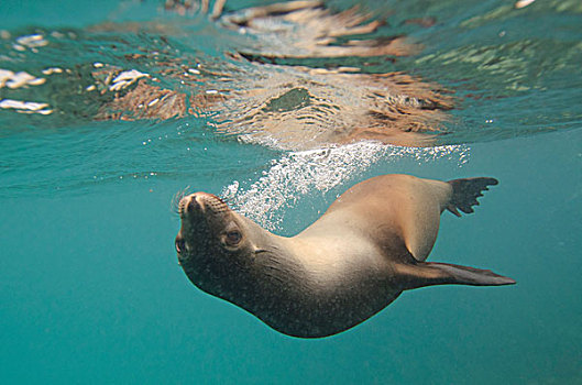 海狮,游泳,表面,加拉帕戈斯