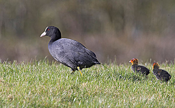 普通,黑鸭,成年,幼禽,跟随,英格兰,英国,欧洲