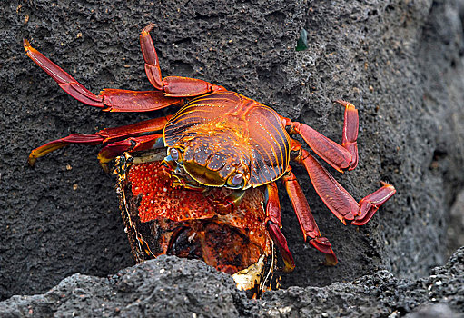 红岩,螃蟹,龙虾,岛屿,加拉帕戈斯群岛,厄瓜多尔,南美