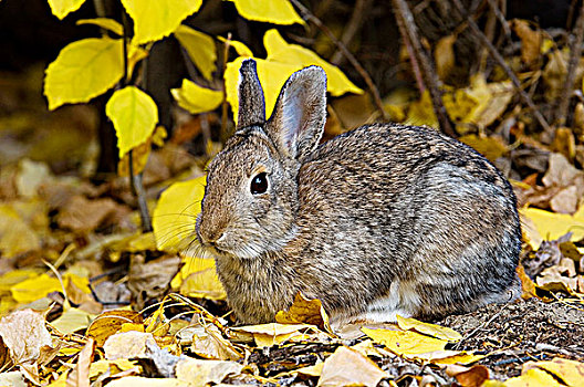 棉尾兔,吃,棉白杨,叶子,艾伯塔省,加拿大