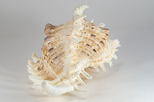 海螺壳,海底