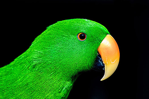 绿色,鹦鹉,雄性