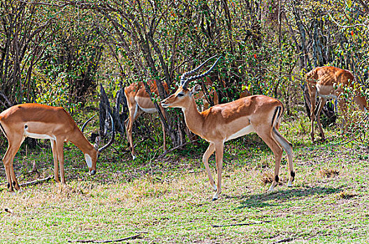 牧群,黑斑羚,马赛马拉国家保护区,肯尼亚