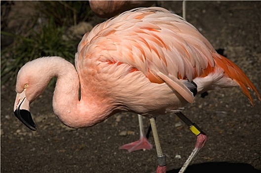 粉色,智利红鹤