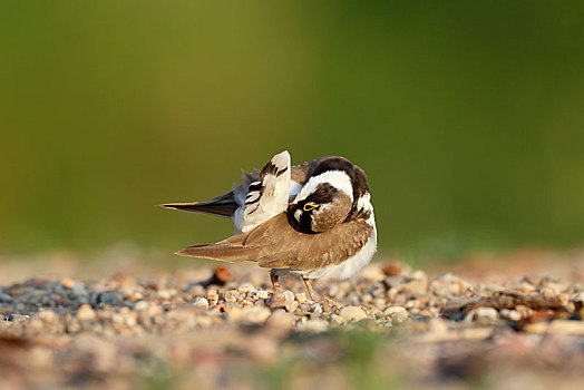 金眶鸻,羽毛,中间,生物保护区,萨克森安哈尔特,德国,欧洲