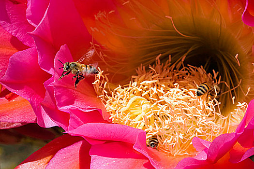 蜜蜂,授粉,仙人掌,花